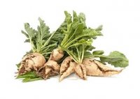 فروش چغندر دامی شلغم عمده در اصفهان در گروه خرید و فروش چغندر در یکمیوه