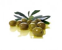 قیمت خرید شیکر ایتالیایی برداشت زیتون در تهران در گروه خرید و فروش زیتون در یکمیوه