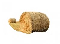 فروش بذر ذرت ماکسیما در اسدیه در گروه خرید فروش عمده علوفه - ذرت دام گاو هیدروپونیک در یکمیوه