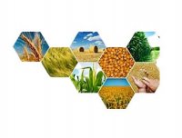 فروش تولید چمن و تولید گل و گیاه در تهران در گروه خرید فروش عمده سایر محصولات زراعی سر زمین در یکمیوه