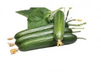 فروش خیار در همدان در گروه خرید و فروش خیار در یکمیوه