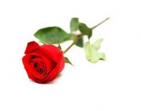 آگهی مشابه فروش دنبال گلخانه اجاره ای یا درصدی در دهاقان هستم در اصفهان در گروه خرید فروش عمده انواع گل - پروش قاشقی موسی ساکولنت بن سای در یکمیوه