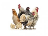 فروش جوجه خروس 4 ماهه