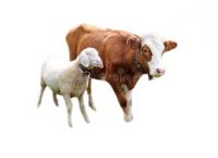 فروش پشم گوسفند در انار در گروه گاو و گوسفند و میش و بز کهره گوساله سمینتال در یکمیوه