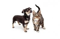 خرید پوچ گربه وینستون در کرج در گروه سگ و گربه در یکمیوه