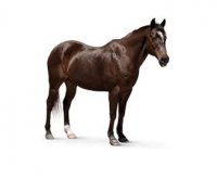 آگهی مشابه فروش فیات 85 اسب بخار در میاندوآب در گروه اسب و الاغ خر و فروش قاطر- ترکمن عربی سفید نر و ماده در یکمیوه