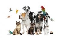 آگهی مشابه لاکپشت لاک پشت در گروه حیوانات خانگی در یکمیوه