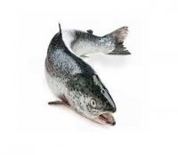 فروش بچه ماهی و غذای ماهی در تهران در گروه ماهی قزل آلا - سالمون خال قرمز خرید و فروش دریا پرورشی در یکمیوه