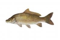 فروش بچه ماهی کپور آمور بیگ هد فیتو فاگ در ارومیه در گروه ماهی کپور - ماهیان معمولی علف خوار پرورشی خرید و فروش در یکمیوه