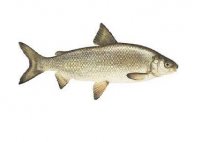 فروش عمده استات روی در باغستان در گروه ماهی سفید - جنوب شمال رودخانه پرورشی خرید فروش در یکمیوه