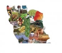 فروش کاه در سقز در گروه سایر محصولات غذایی در یکمیوه