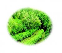 آگهی مشابه 3000متر باغ هلو شلیل و تامسون در گروه باغ و باغچه - کشاورزی باغبانی میوه خرید فروش در یکمیوه