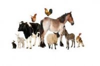 مطب و مرکز واکسیناسیو ن دامپزشکی در آذربایجان غربی در گروه خدمات دام و طیور در یکمیوه