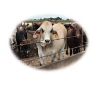 اجاره یا فروش مرغداری در گروه اجاره فروش دامداری - صنعتی سنتی مدرن نوین ایران دامپروری در یکمیوه