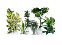 فروش قرص کود فوق عاالی برای افزایش و رشد مجدد گیاه در تهران در گروه خرید فروش عمده گیاهان زینتی - گرمسیری آپارتمانی باغچه آب در یکمیوه