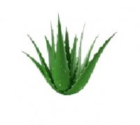 فروش عمده خاکشیر در شیراز در مرودشت در گروه خرید و فروش گیاهان دارویی در یکمیوه