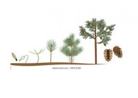 فروش پیوند زن ماهر مرکبات سیاه در گروه خدمات پیوند درخت در یکمیوه