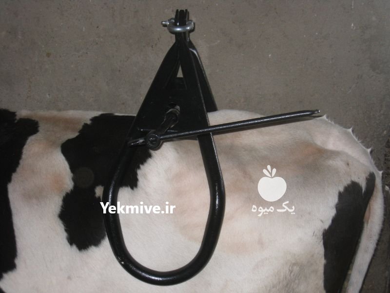 تولید و عرضه جک بلند کننده گاو سفارش 09350583530 در البرز در گروه مشاوره دام و طیور - دامداری دامپزشکی دام شبانه روزی حیوانات در یکمیوه -عکس3