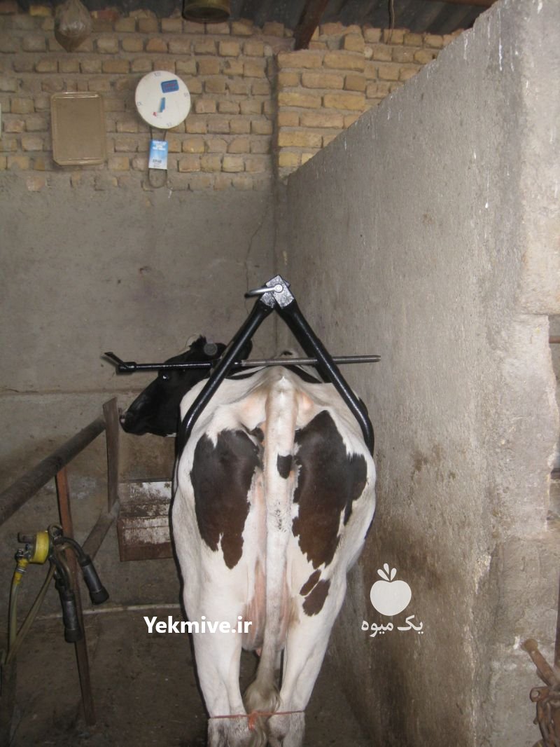 تولید و عرضه جک بلند کننده گاو سفارش 09350583530 در البرز در گروه مشاوره دام و طیور - دامداری دامپزشکی دام شبانه روزی حیوانات در یکمیوه -عکس4