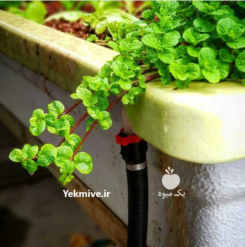 دوره آموزشی کشت آکواپونیک در تهران در گروه سایر خدمات - حوزه محصولات کشاورزی و دامپروری در یکمیوه -عکس1