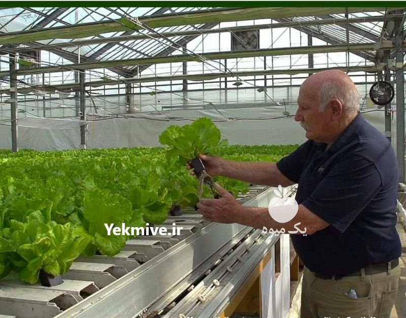 دوره آموزشی کشت آکواپونیک در تهران در گروه سایر خدمات - حوزه محصولات کشاورزی و دامپروری در یکمیوه -عکس3