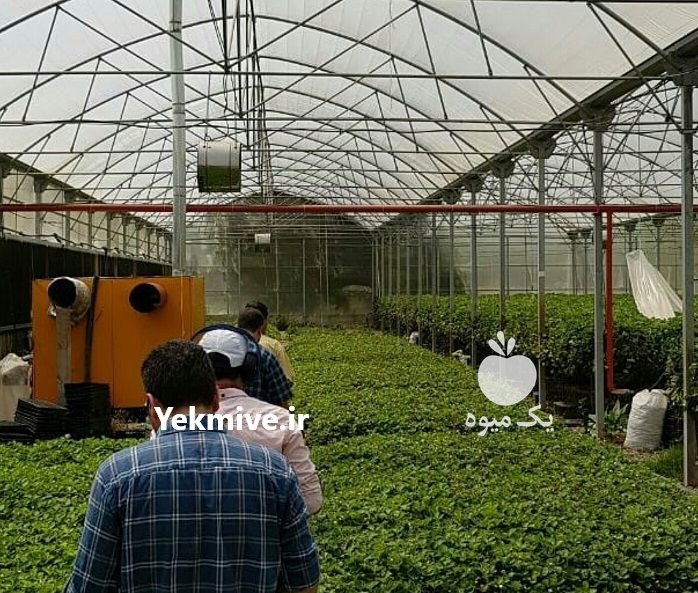 دوره آموزشی کشت آکواپونیک در تهران در گروه سایر خدمات - حوزه محصولات کشاورزی و دامپروری در یکمیوه -عکس4