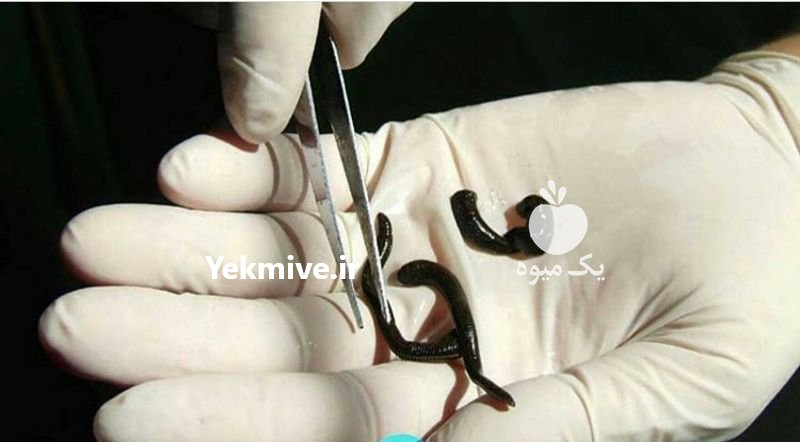 دوره آموزشی پرورش و تکثیر زالو در تهران در گروه سایر خدمات - حوزه محصولات کشاورزی و دامپروری در یکمیوه -عکس1