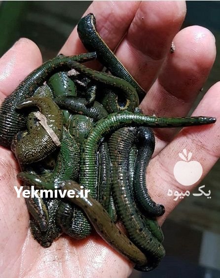 دوره آموزشی پرورش و تکثیر زالو در تهران در گروه سایر خدمات - حوزه محصولات کشاورزی و دامپروری در یکمیوه -عکس2