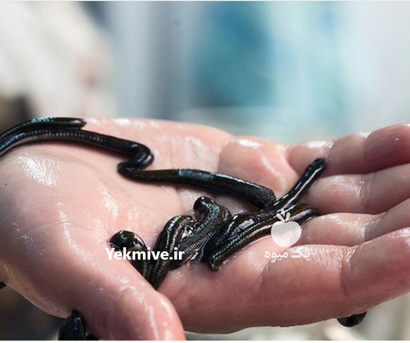 دوره آموزشی پرورش و تکثیر زالو در تهران در گروه سایر خدمات - حوزه محصولات کشاورزی و دامپروری در یکمیوه -عکس3