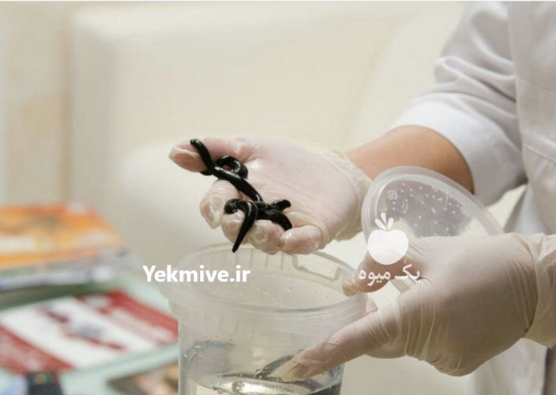 دوره آموزشی پرورش و تکثیر زالو در تهران در گروه سایر خدمات - حوزه محصولات کشاورزی و دامپروری در یکمیوه -عکس4