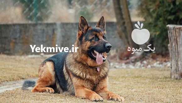 فروش سگ های نگهبان ژرمن در تهران در گروه سگ و گربه _ نگهبان هاسکی ژرمن دوبرمن سرابی در یکمیوه -عکس1