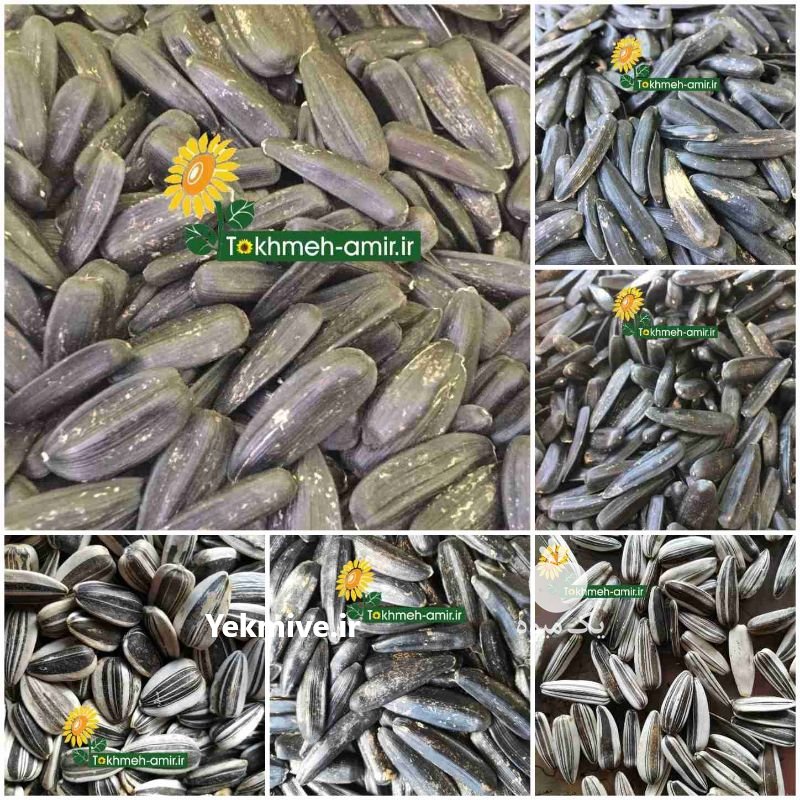 فروش عمده تخمه امیر در چالوس در گروه انواع خشکبار - فروش مغز دانه فروش عمده در یکمیوه -عکس4