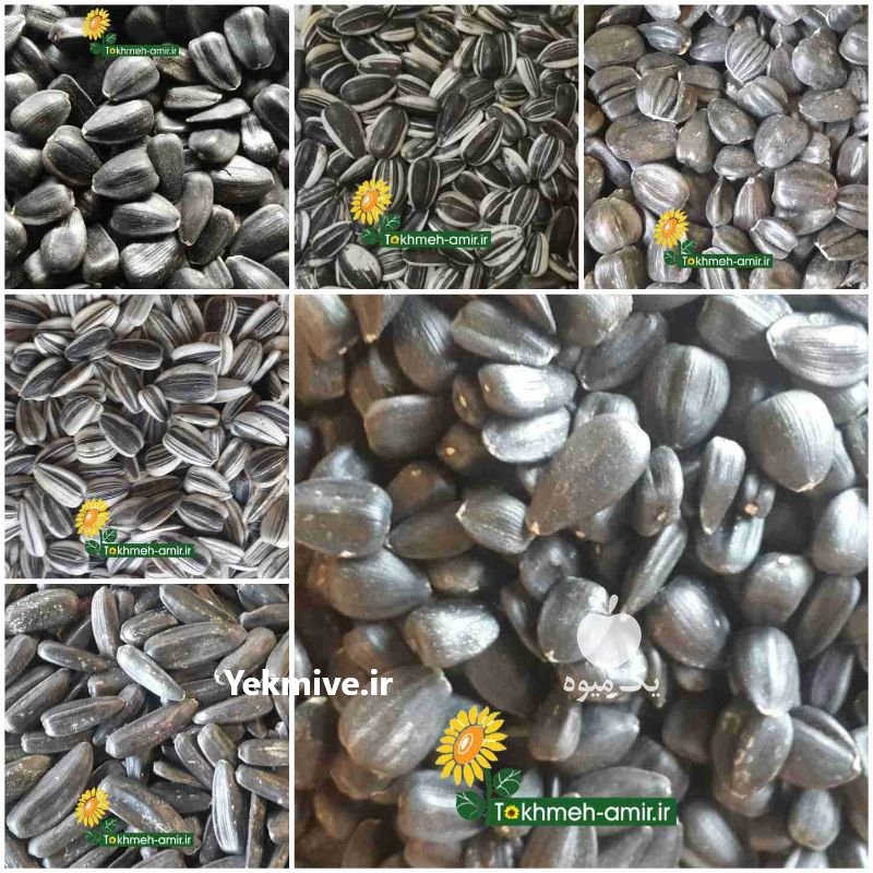 تخمه بذری ، فروش بذرتخمه در اراک در گروه انواع خشکبار - فروش مغز دانه فروش عمده در یکمیوه -عکس4