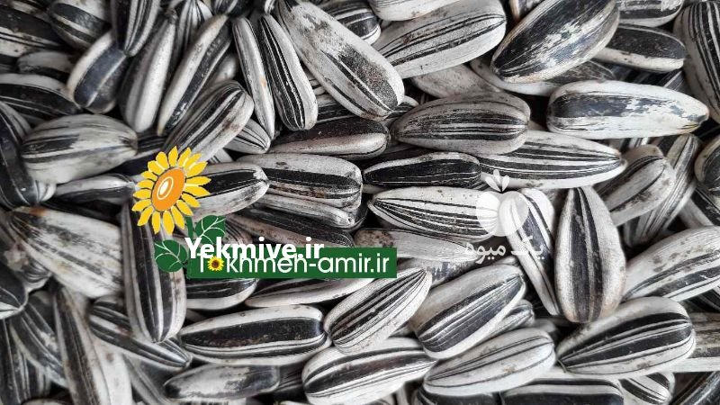 فروش تخمه دورسفید ، تخمه امیر در آمل در گروه انواع خشکبار - فروش مغز دانه فروش عمده در یکمیوه -عکس1