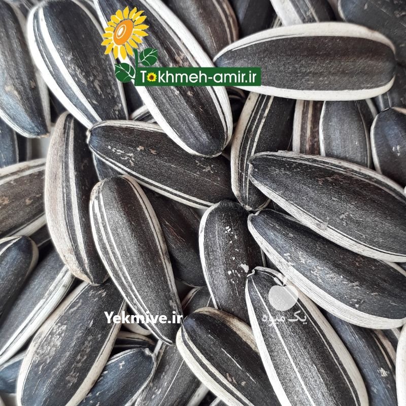 فروش تخمه دورسفید ، تخمه امیر در آمل در گروه انواع خشکبار - فروش مغز دانه فروش عمده در یکمیوه -عکس2