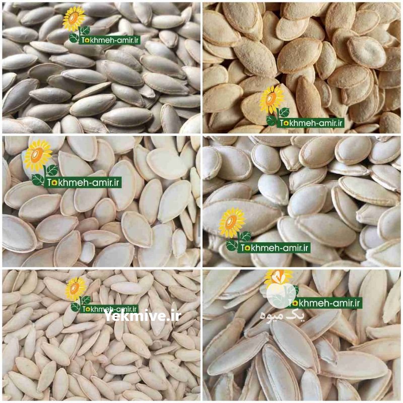 فروش تخمه دورسفید ، تخمه امیر در آمل در گروه انواع خشکبار - فروش مغز دانه فروش عمده در یکمیوه -عکس3