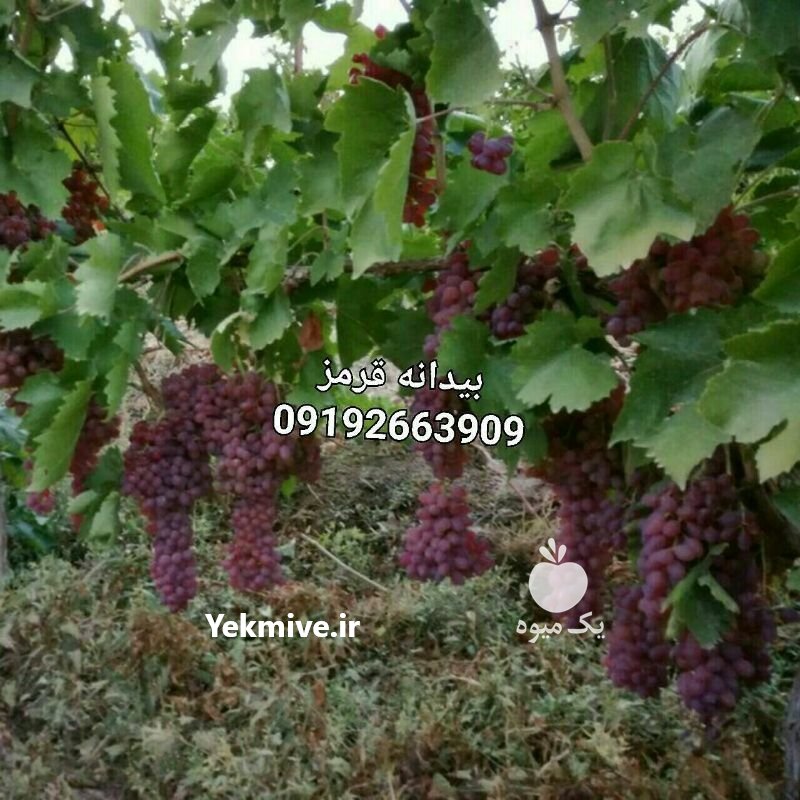 نهال انگور در بناب در گروه خرید فروش نهال - انواع گردو پسته بادام سلطانی انگور در یکمیوه -عکس1