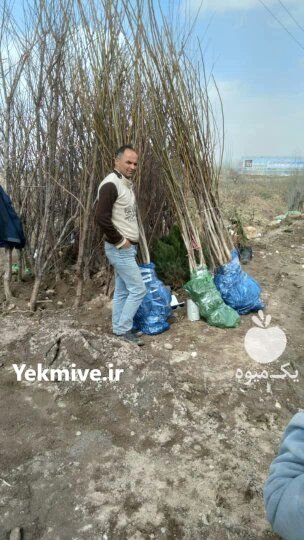 نهالستان بزرگ سیمین نهال سبز در کرمانشاه در گروه خرید فروش عمده سایر محصولات گلخانه ای در یکمیوه -عکس1