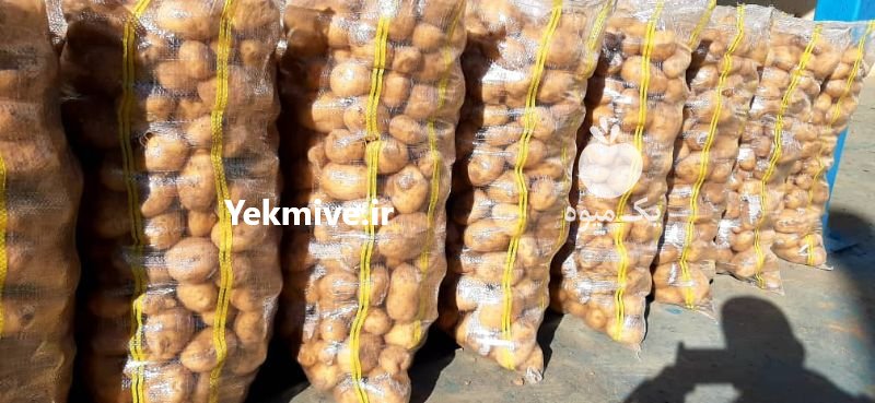 سیب زمینی بذری و خوراکی در بهار  در گروه خرید فروش عمده سیب زمینی - زودرس دیررس آگریا اسپریت اردبیل همدان در یکمیوه -عکس1