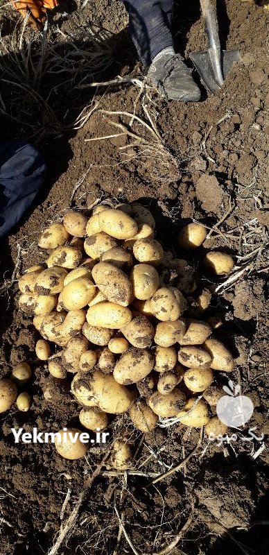 سیب زمینی بذری و خوراکی در بهار  در گروه خرید فروش عمده سیب زمینی - زودرس دیررس آگریا اسپریت اردبیل همدان در یکمیوه -عکس2