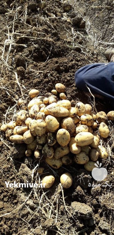 سیب زمینی بذری و خوراکی در بهار  در گروه خرید فروش عمده سیب زمینی - زودرس دیررس آگریا اسپریت اردبیل همدان در یکمیوه -عکس3