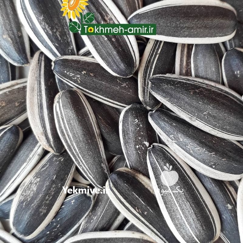 فروش عمده تخمه دورسفید ، تخمه امیر در کرمان  در گروه انواع خشکبار - فروش مغز دانه فروش عمده در یکمیوه -عکس1