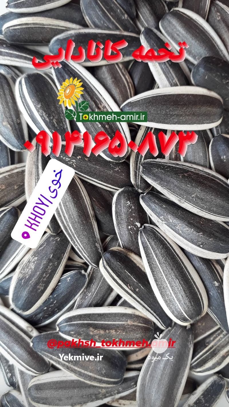 فروش عمده تخمه دورسفید ، تخمه امیر در کرمان  در گروه انواع خشکبار - فروش مغز دانه فروش عمده در یکمیوه -عکس3