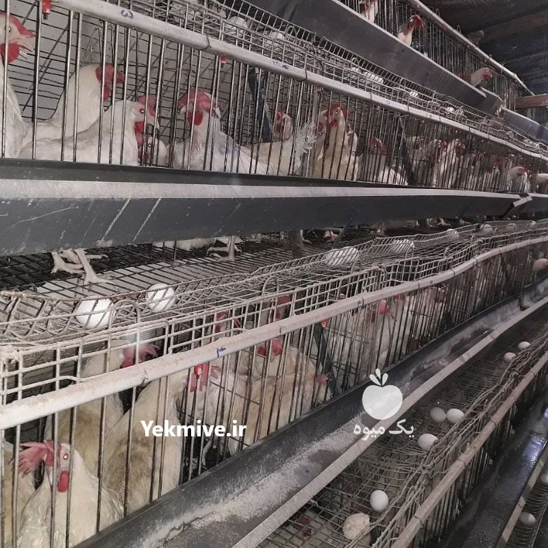 فروش تجهیزات مرغداری در اسلامشهر در گروه خرید فروش لوازم یدکی و تجهیزات در یکمیوه -عکس2