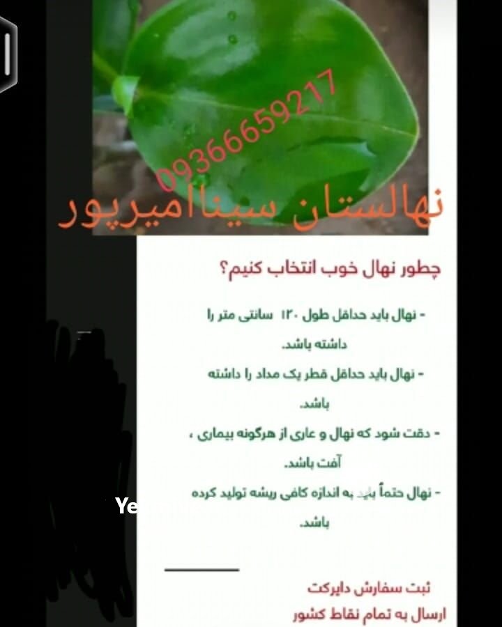 نهالستان بزرگ سیمین نهال سبز در میاندوآب در گروه خرید فروش عمده سایر محصولات باغبانی مرکبات در یکمیوه -عکس1