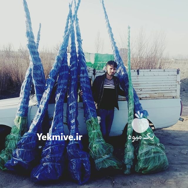 نهالستان بزرگ سیمین نهال سبز در میاندوآب در گروه خرید فروش عمده سایر محصولات باغبانی مرکبات در یکمیوه -عکس2