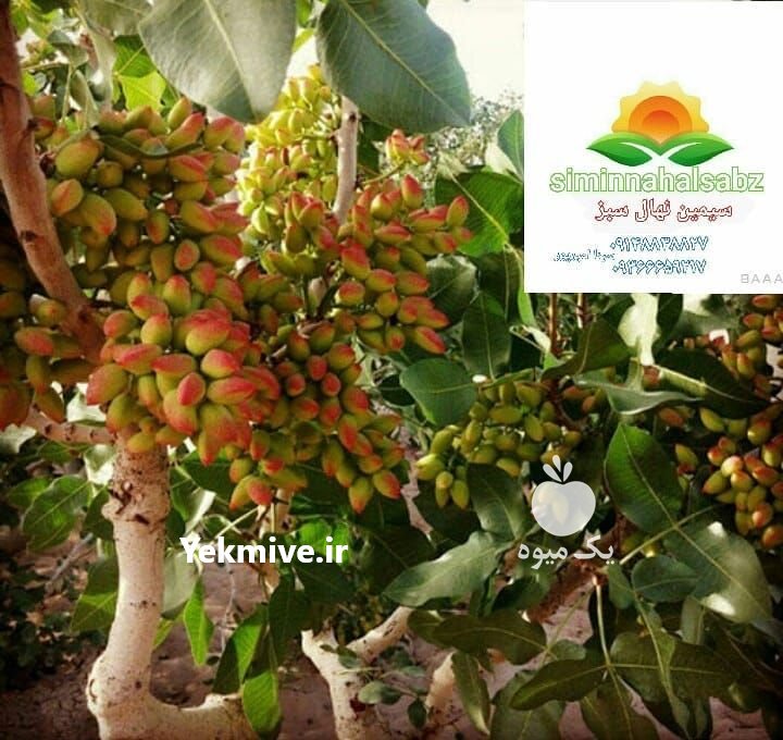 نهال پسته درسیمین نهال سبز در میاندوآب در گروه خرید فروش عمده سایر محصولات باغبانی مرکبات در یکمیوه -عکس1