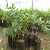 انواع گردو سیمین نهال سبز در میاندوآب در گروه خرید فروش نهال - انواع گردو پسته بادام سلطانی انگور در یکمیوه -عکس1