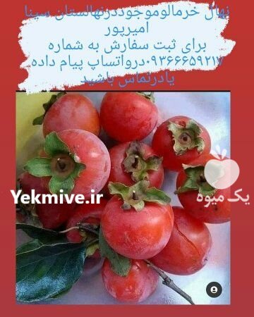 نهالستان بزرگ سیمین نهال سبز در میاندوآب در گروه خرید فروش نهال - انواع گردو پسته بادام سلطانی انگور در یکمیوه -عکس1