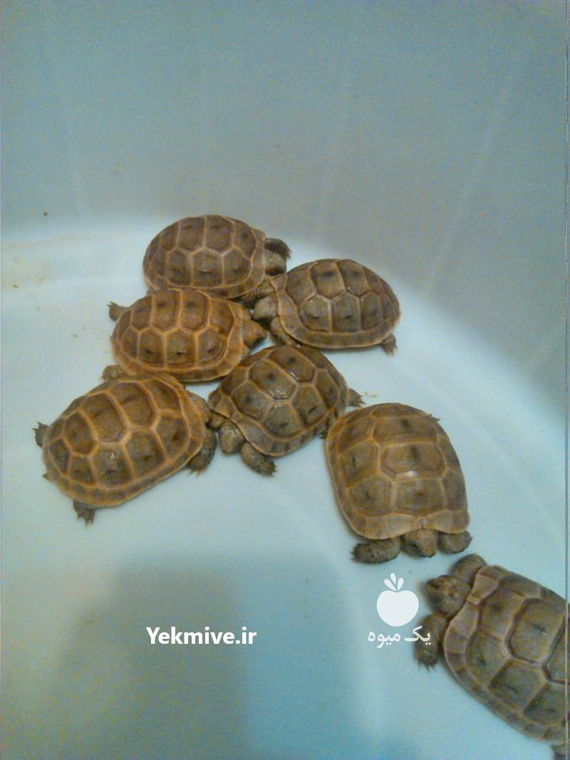 لاکپشت خاکی در شیراز در گروه حیوانات خانگی - خرید و فروش در یکمیوه -عکس1